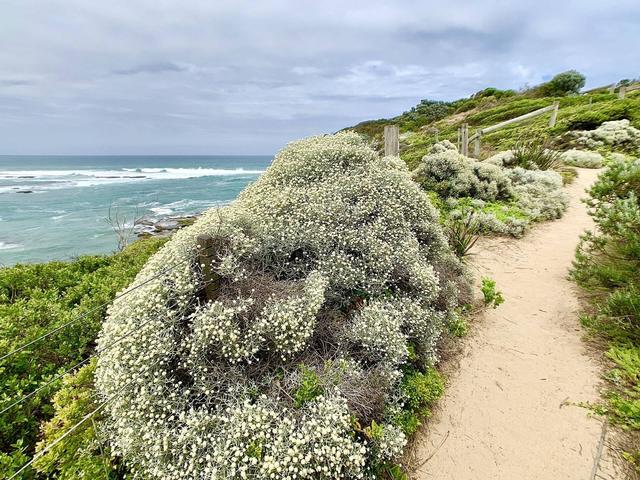 A sandy path through dune heath at Blairgowrie, on the same coast