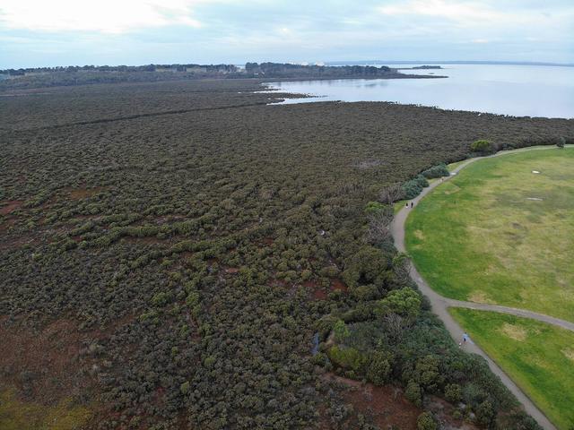 Mangroves and a walking path beside the tidal flats of Western Port at Hastings, Victoria