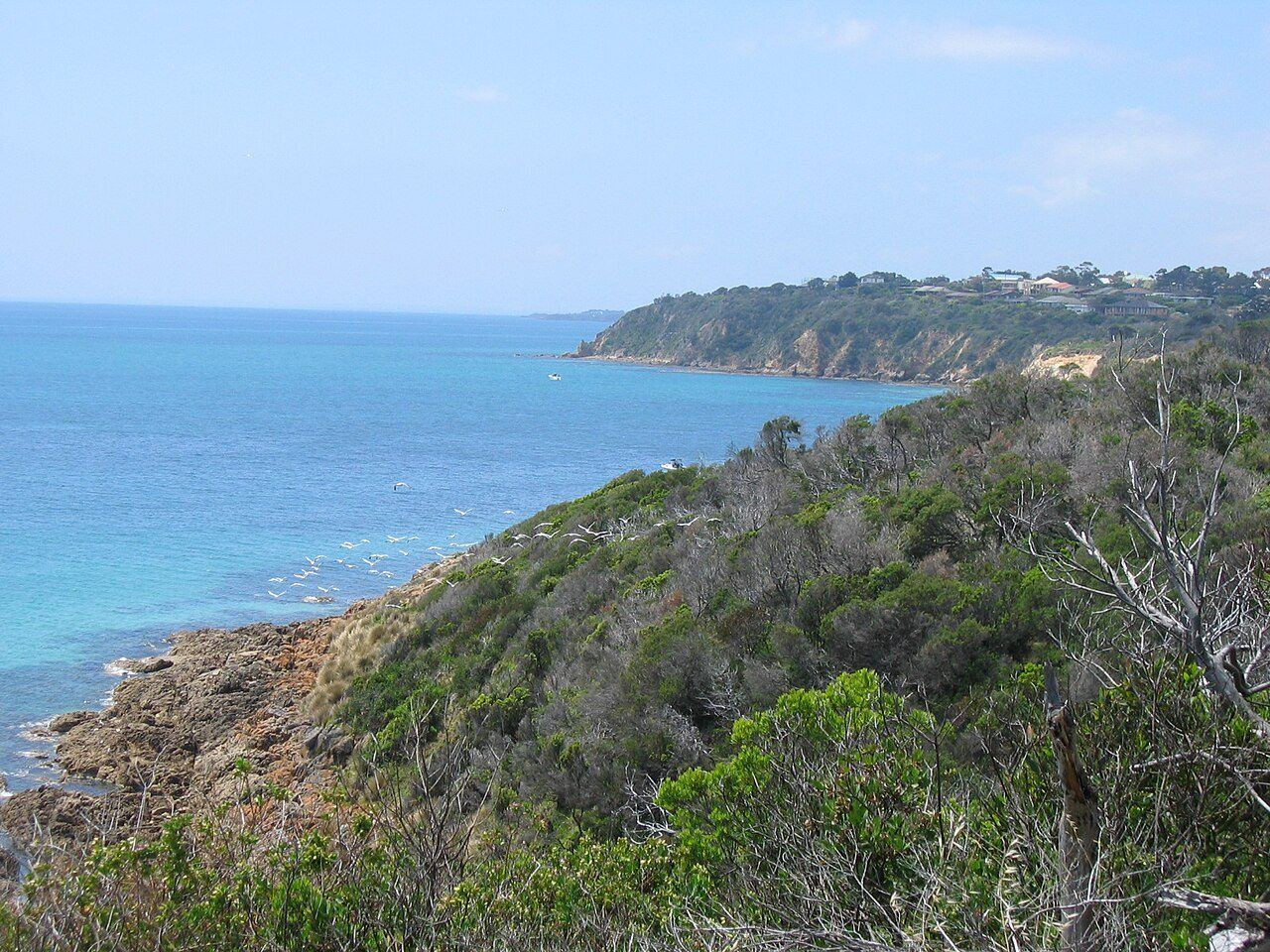 Rocky headland with eucalypt and tea-tree bush above blue sea on the Mornington Peninsula coast