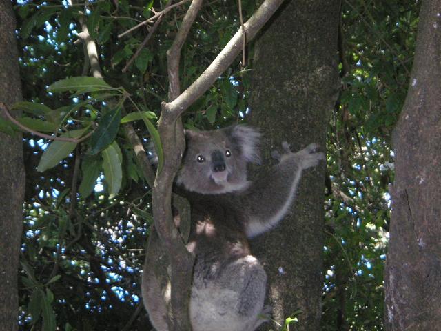 A koala clings to a eucalypt trunk among gum leaves at Somers on the Mornington Peninsula